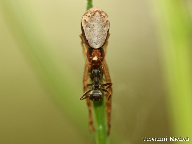 Tmarus sp.  - Magenta (MI)